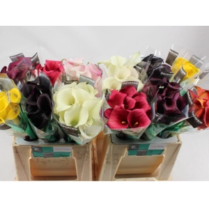 Calla Mix Decorum Future