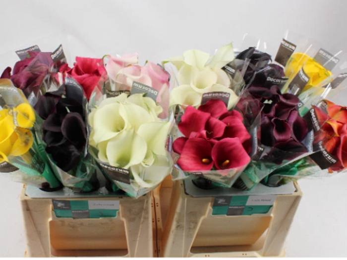 <h4>Calla Mix Decorum Future</h4>