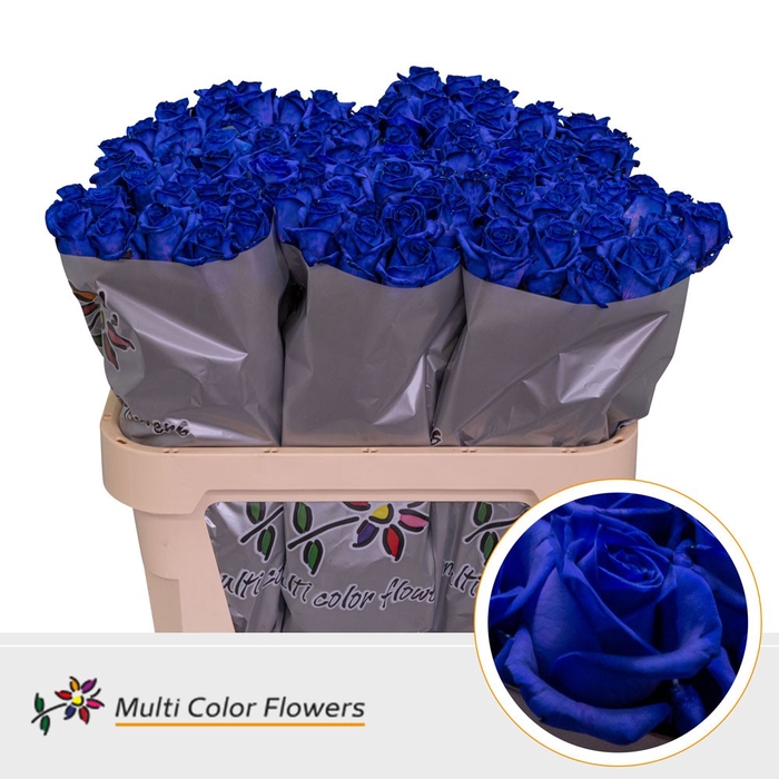 <h4>Rosa Vendela Blauw donker</h4>