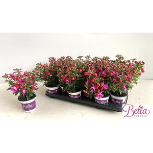 FUCHSIA B F SUSANNA