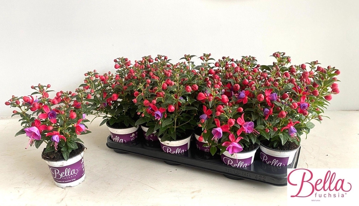 <h4>FUCHSIA B F SUSANNA</h4>