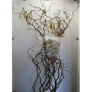 CORYLUS 140 CM XL =9=