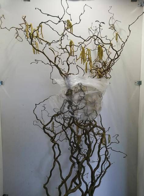 <h4>CORYLUS 140 CM XL =9=</h4>