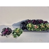 Brassica (sierkool) Gemengd