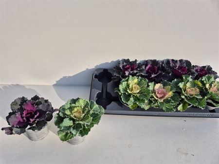 Brassica (sierkool) Gemengd
