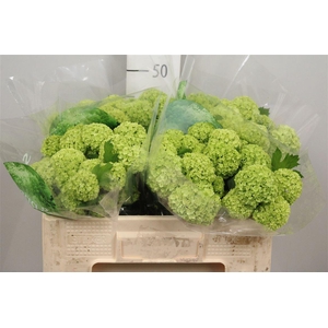 Viburnum Roseum St 4+