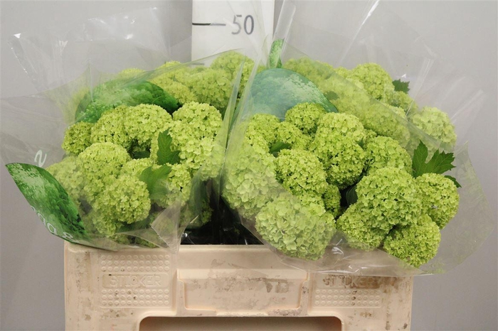 <h4>Viburnum Roseum St 4+</h4>