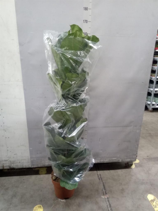 <h4>Ficus lyrata</h4>