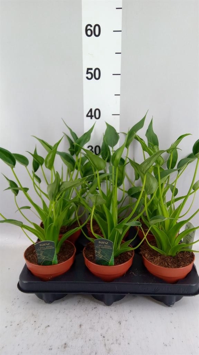 <h4>Alocasia  'Tiny Dancers'</h4>
