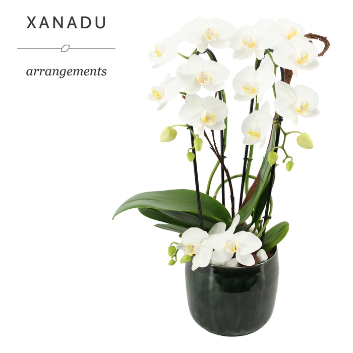 <h4>Xanadu Delhi</h4>