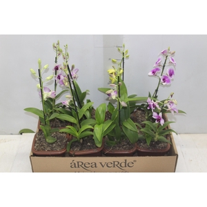 DENPHALAEN MINI P12 QUADRADO