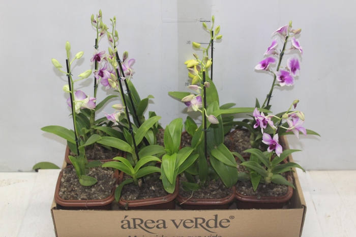 <h4>DENPHALAEN MINI P12 QUADRADO</h4>