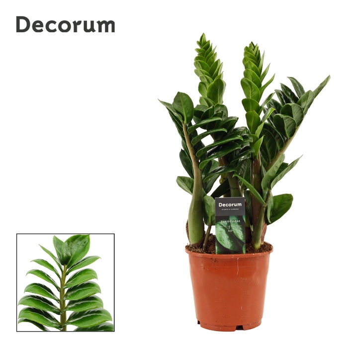 <h4>Zamioculcas Zenzi 14 cm, 4+ veren (Decorum)</h4>