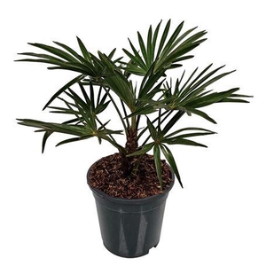 Trachycarpus Wagnerianus Nederlandse Teelt