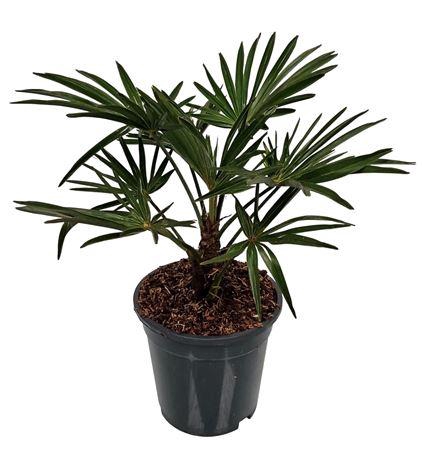<h4>Trachycarpus Wagnerianus Nederlandse Teelt</h4>