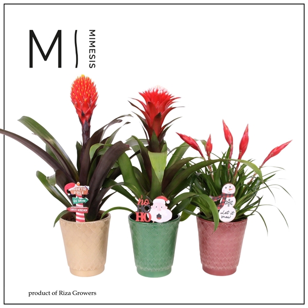 <h4>Bromelia variés</h4>