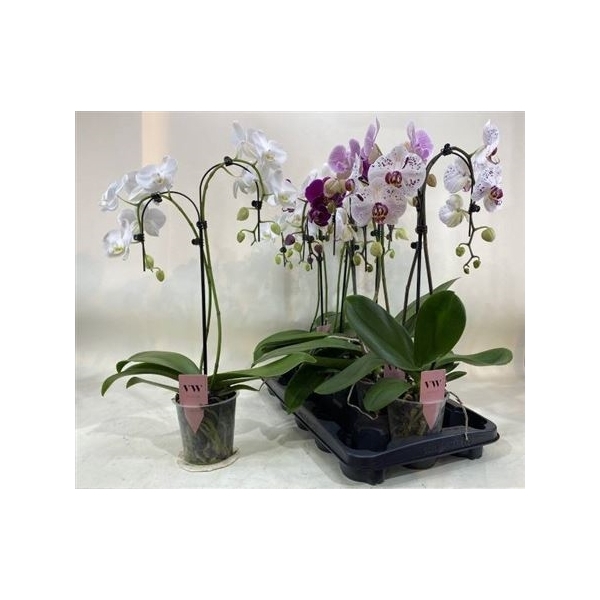 <h4>Phal Gem 2 Branche 14+</h4>