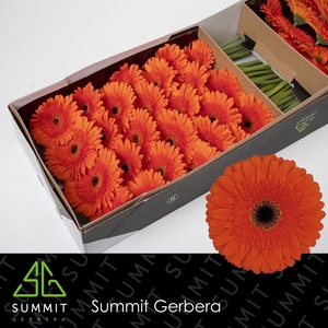 Gerbera Candela Doos