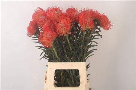 <h4>Leuco Succession</h4>