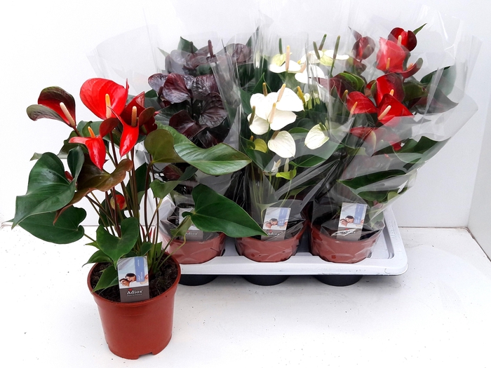 <h4>ANTHU AN GEM 3 KL</h4>