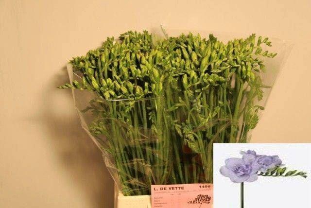 <h4>Freesia du Carice</h4>