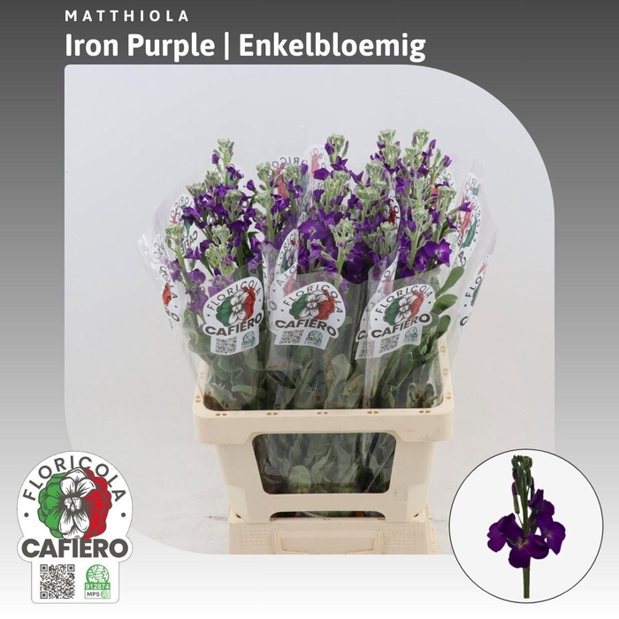 <h4>MATTH IRON PURPLE</h4>