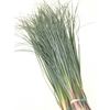 BEARGRASS