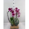 Phalaenopsis  'Elegant Cascade'