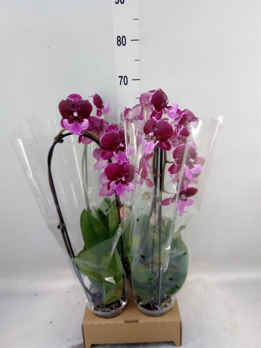 Phalaenopsis  'Elegant Cascade'