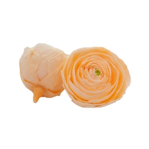 Ranunculus cha-89