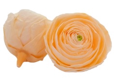 Ranunculus cha-89