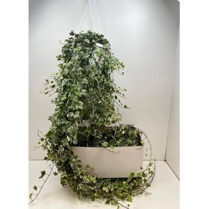 .Hedera helix eva