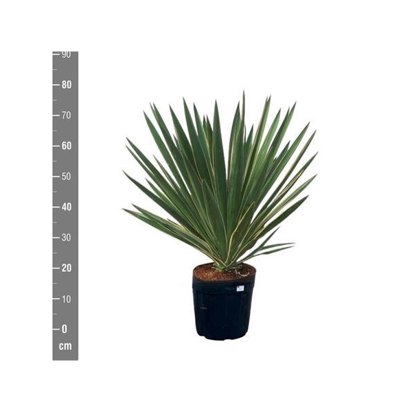 <h4>Yucca Glor Variegata</h4>