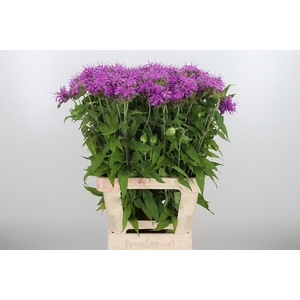 Monarda Pink Supreme