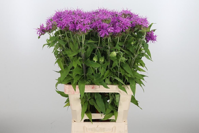 <h4>Monarda Pink Supreme</h4>