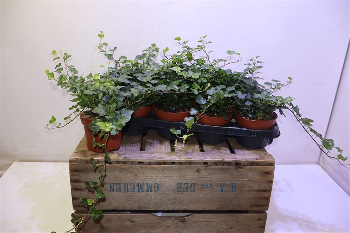 <h4>arr8 Hed He Wonder</h4>