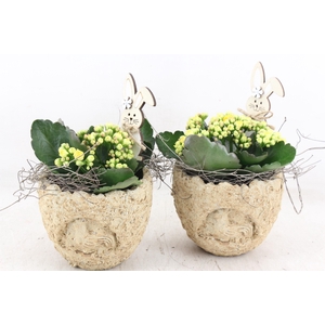 arr2 JS - Ker. brown rough egg x6