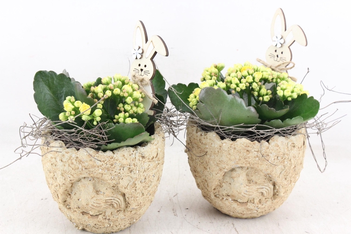 <h4>arr2 JS - Ker. brown rough egg x6</h4>