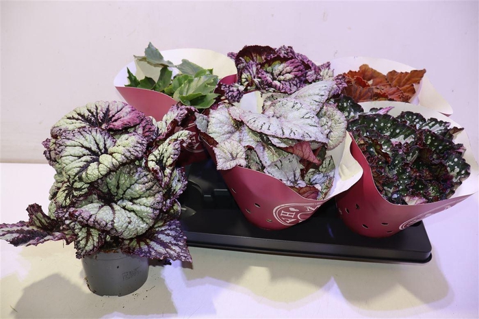 <h4>arr8 Beg Bel Gem</h4>