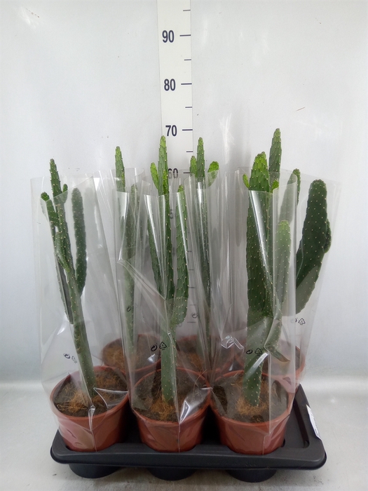 <h4>Opuntia</h4>