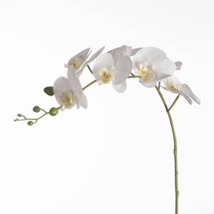 AF Phalaenopsis x9 106cm White