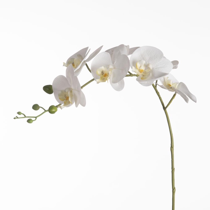 <h4>AF Phalaenopsis x9 106cm White</h4>