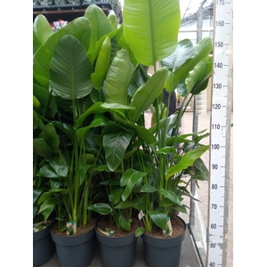 Strelitzia nicolai