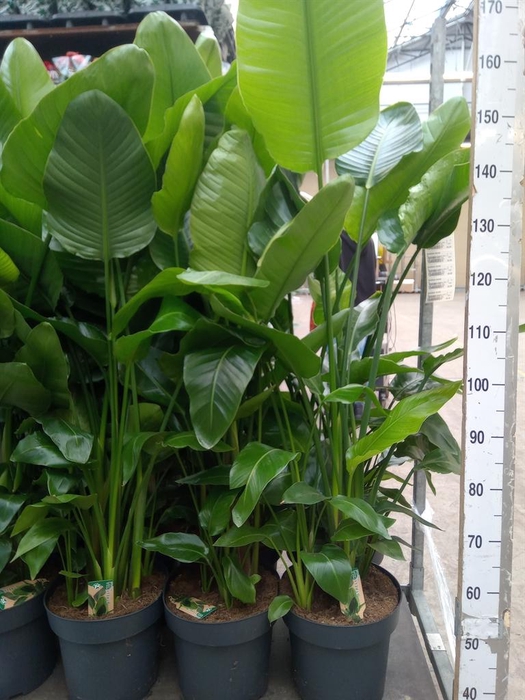 <h4>Strelitzia nicolai</h4>