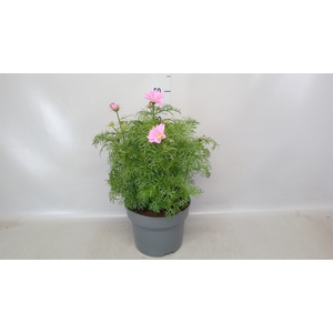 Cosmos bipinnatus 'Casanova Pink'