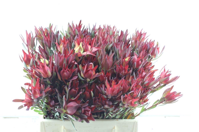 <h4>Leucad Sal Blush</h4>