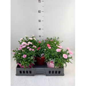 Dianthus  'Oscar'   ...mix