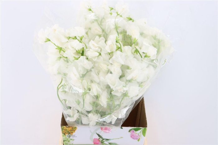 <h4>Lathyr Odor White</h4>