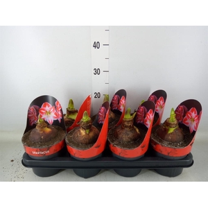 Hippeastrum GG 'Spartacus'