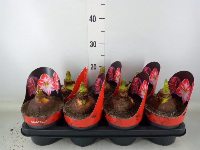 <h4>Hippeastrum GG 'Spartacus'</h4>